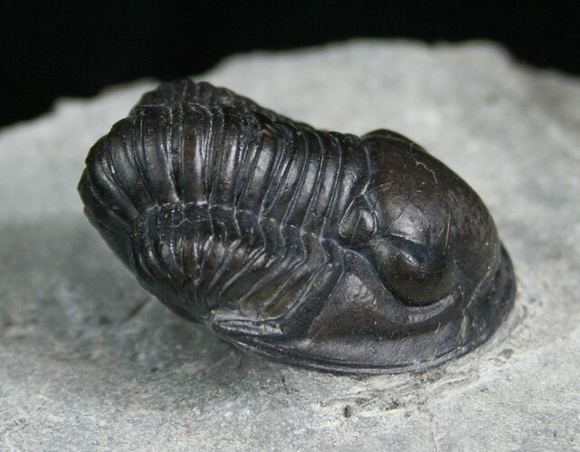 Scarce Pseudodechenella Trilobite - Centerfield Limestone #5748